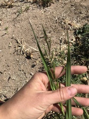 Bromus catharticus