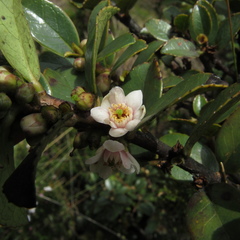 Symplocos theiformis