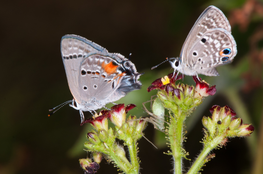 Columella Scrub-Hairstreak