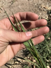 Bromus catharticus