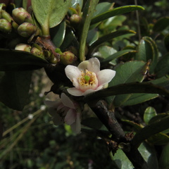 Symplocos theiformis