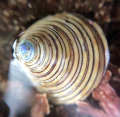 Calliostoma canaliculatum
