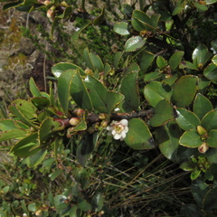 Symplocos theiformis