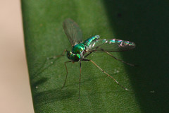 Chrysosoma leucopogon