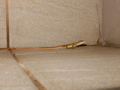 Takydromus stejnegeri