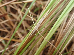 Sastrapada oxyptera