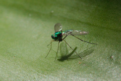 Chrysosoma leucopogon