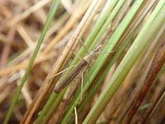 Sastrapada oxyptera