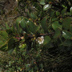 Symplocos theiformis