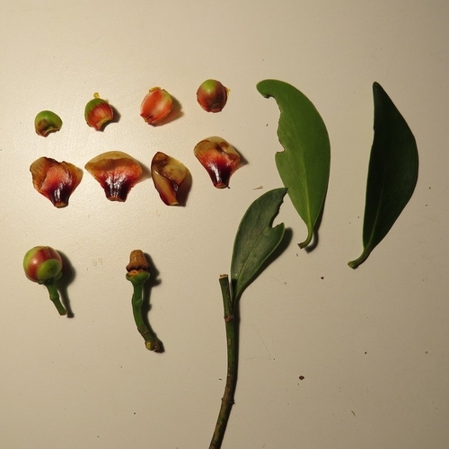 Image of Clusia lanceolata by (c) Victor Farjalla Pontes, some rights reserved (CC BY)