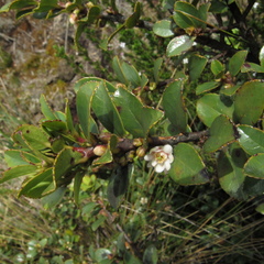 Symplocos theiformis