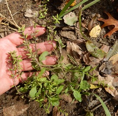 Rorippa sessiliflora