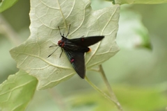Phocides polybius phanias