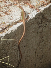 Takydromus stejnegeri