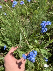 Myosotis asiatica