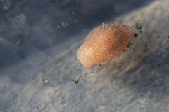 Gastropteron pacificum