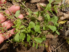 Rorippa sessiliflora