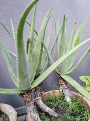 Aloe vera
