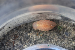 Gastropteron pacificum