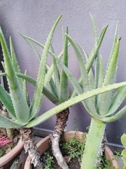 Aloe vera