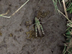 Rhammatocerus pictus