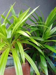 Pandanus amaryllifolius