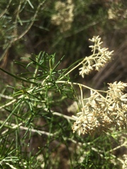 Cassinia laevis