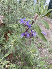 Salvia