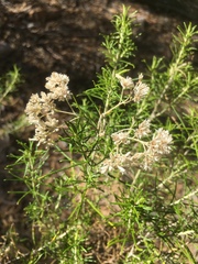 Cassinia laevis
