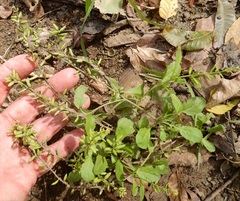 Rorippa sessiliflora