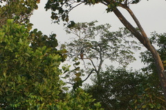 Rupornis magnirostris