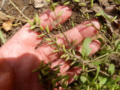 Rorippa sessiliflora