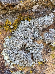 Physcia tribacia