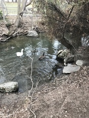 Branta canadensis