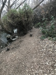 Branta canadensis