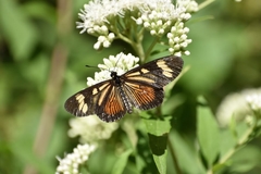 Actinote pellenea pellenea