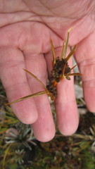 Aciphylla cartilaginea