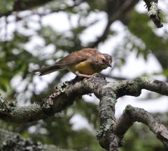 Emberizidae