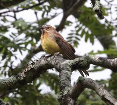 Emberizidae