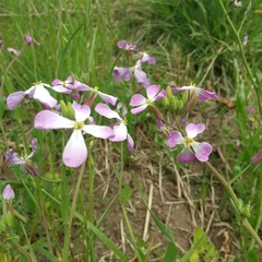 Raphanus sativus raphanistroides