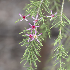 Calytrix exstipulata