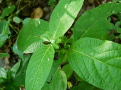 Triosteum