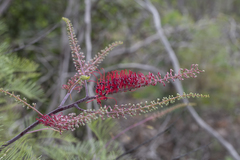 Grevillea dryandri