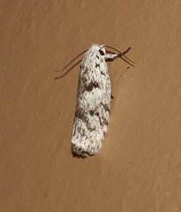 Lichenaula onychotypa