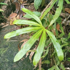 Lygodium circinnatum