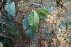 Ficus sarmentosa henryi