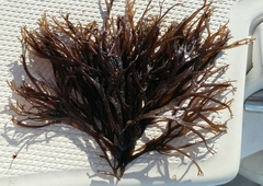 Gracilaria foliifera