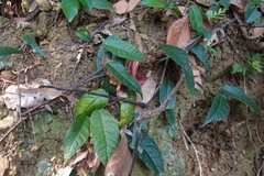 Ficus sarmentosa henryi