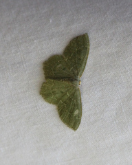Thalera pistasciaria