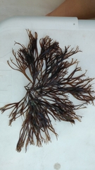 Gracilaria foliifera